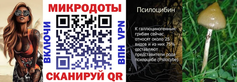 Псилоцибиновые грибы Psilocybe  Камень-на-Оби 